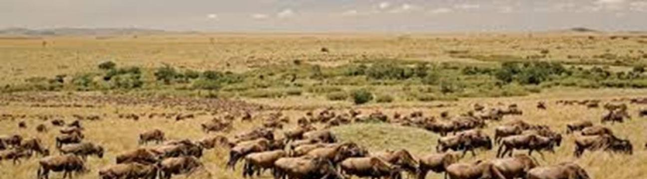 Kimgoni Tanzania Safaris